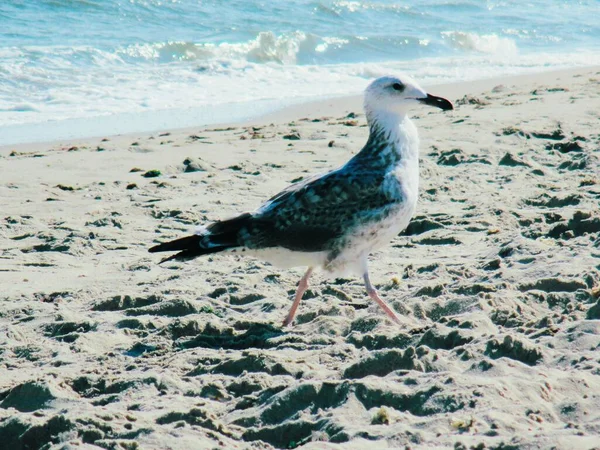 Una Gaviota Que Está Muy Ocupada Caminando Algún Lugar Largo — Foto de Stock