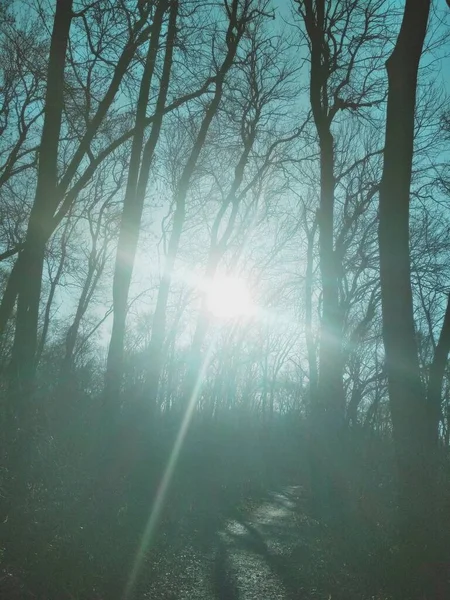 Croix Ensoleillée Soleil Brille Travers Les Arbres Nus Hiver Lever — Photo