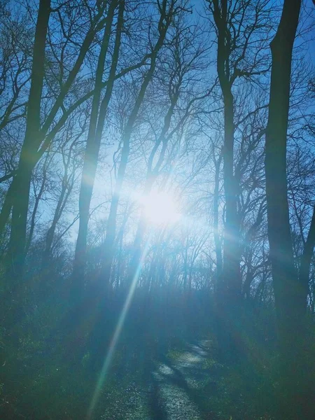 Soligt Kors Solen Lyser Klart Genom Kala Vinterträd Vid Soluppgången — Stockfoto