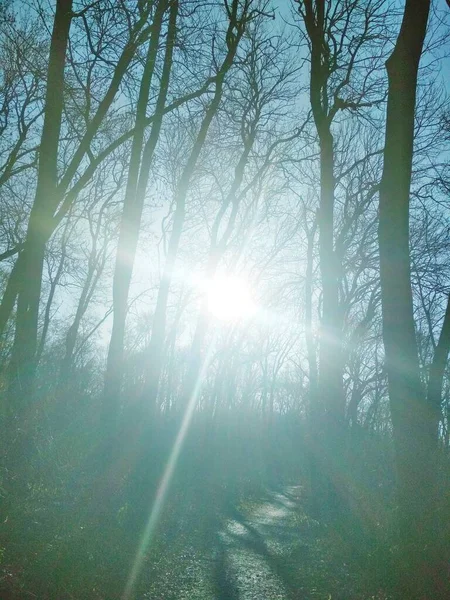 Sunny Cross Sun Brightly Shining Bare Winter Trees Sunrise Natural — Stock Photo, Image