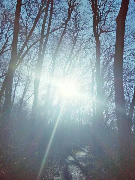 Sunny Σταυρό Ήλιος Λάμπει Έντονα Μέσα Από Γυμνά Δέντρα Χειμώνα — Φωτογραφία Αρχείου