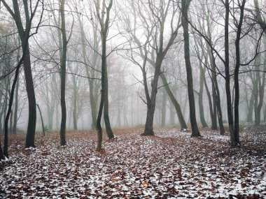 Sihirli sisli bir ormanda ilk kar, doğal arka plan. 