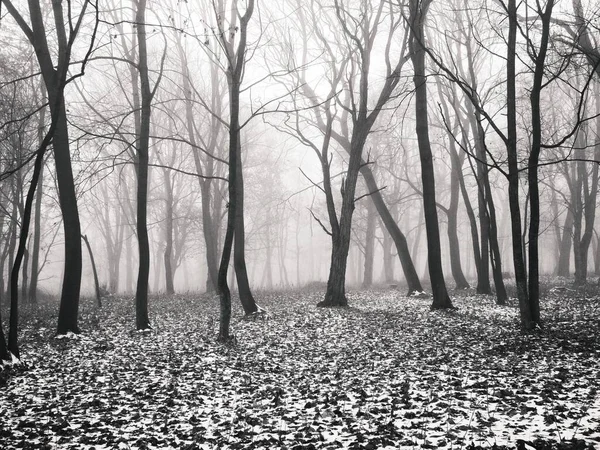 Der Erste Schnee Einem Magischen Nebelwald Natürlicher Hintergrund — Stockfoto