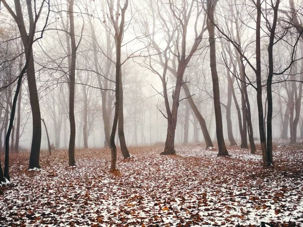 Première Neige Dans Une Forêt Brumeuse Magique Fond Naturel — Photo