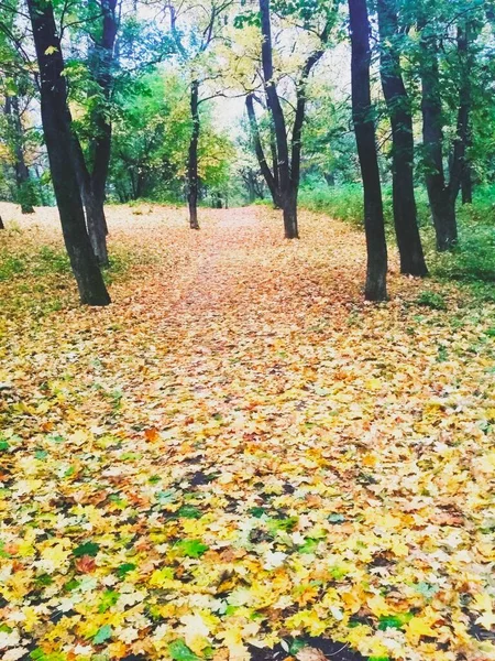 Fondo Naturale Luminoso Parco Autunnale Coperto Foglie Ingiallite — Foto Stock