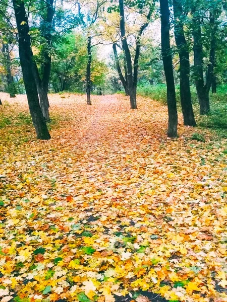 Přírodní Pozadí Jasný Podzimní Park Pokrytý Nažloutlými Listy — Stock fotografie