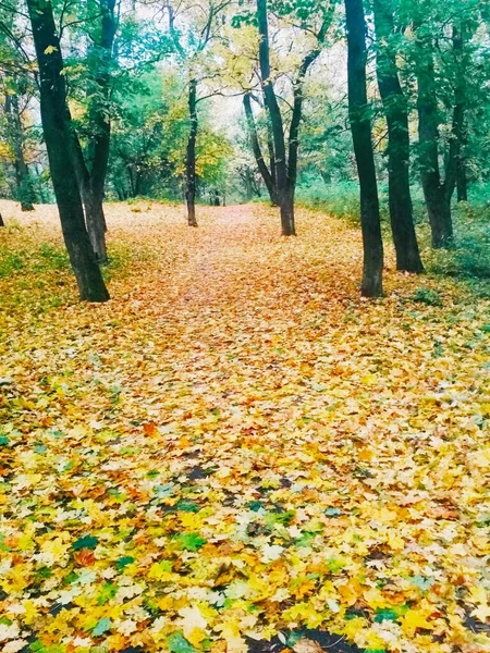 Natuurlijke Achtergrond Heldere Herfst Park Bedekt Met Vergeelde Bladeren — Stockfoto
