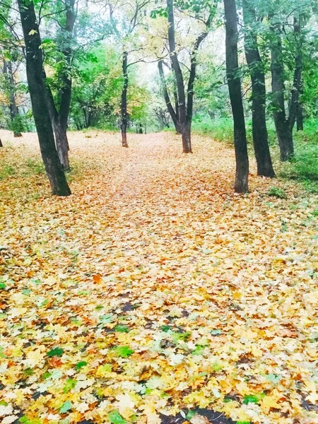 Natürlicher Hintergrund Heller Herbstpark Mit Vergilbten Blättern — Stockfoto