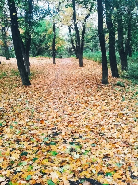 Естественный Фон Яркий Осенний Парк Покрытый Желтыми Листьями — стоковое фото