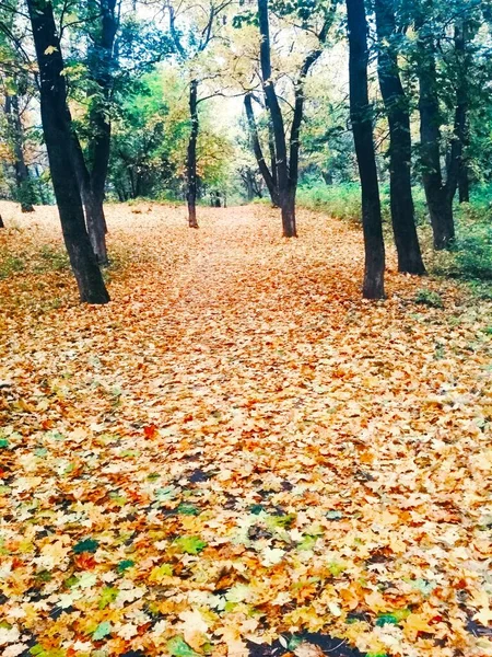 Natürlicher Hintergrund Heller Herbstpark Mit Vergilbten Blättern — Stockfoto