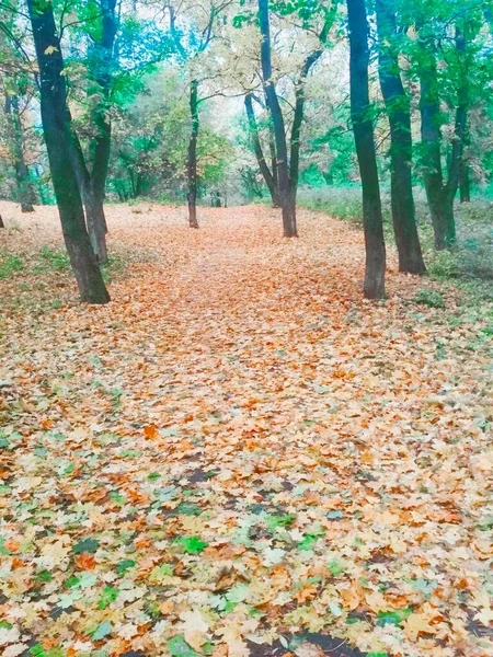 Naturalne Tło Jasny Jesienny Park Pokryty Żółtymi Liśćmi — Zdjęcie stockowe