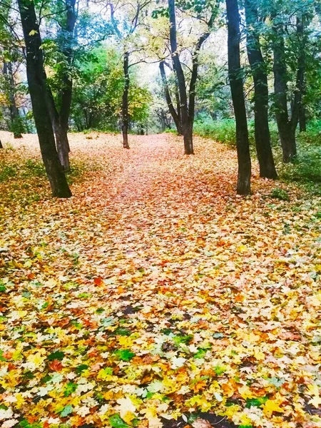 Natürlicher Hintergrund Heller Herbstpark Mit Vergilbten Blättern — Stockfoto