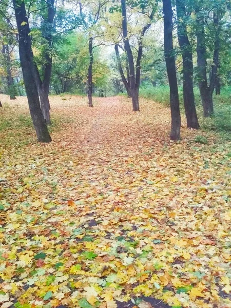 Přírodní Pozadí Jasný Podzimní Park Pokrytý Nažloutlými Listy — Stock fotografie