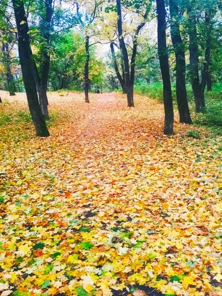 Fundo Natural Parque Outono Brilhante Coberto Com Folhas Amareladas — Fotografia de Stock