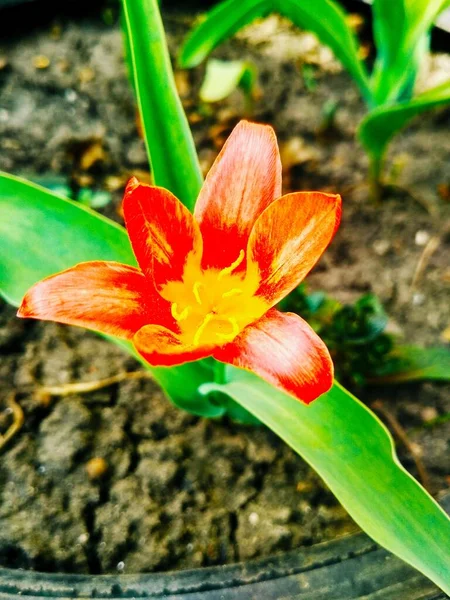 Kırmızı Güzel Kaplan Zambağı Çiçek Açmış Doğal Arka Planda — Stok fotoğraf