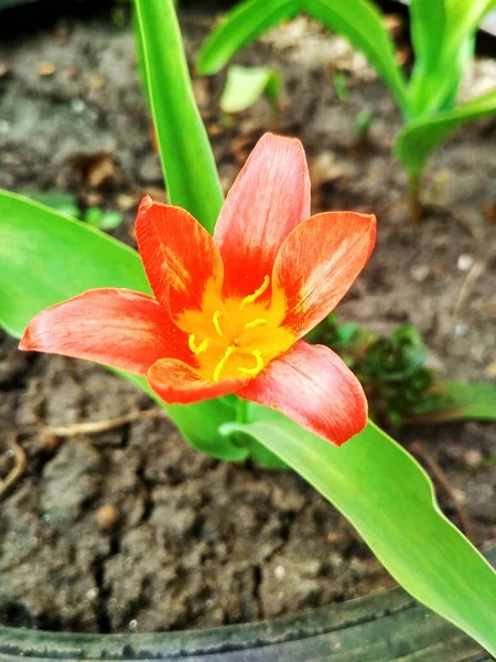 Vermelho Belo Lírio Tigre Plena Flor Fundo Natural — Fotografia de Stock