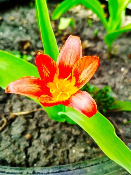 Röd Vacker Tigerlilja Full Blom Naturlig Bakgrund — Stockfoto