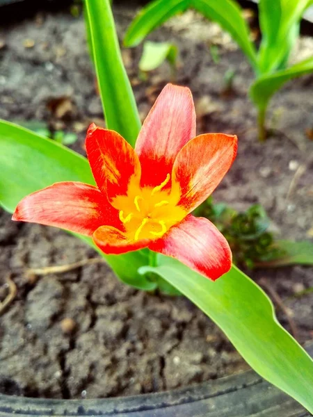 Rote Schöne Tigerlilie Voller Blüte Natürlicher Hintergrund — Stockfoto