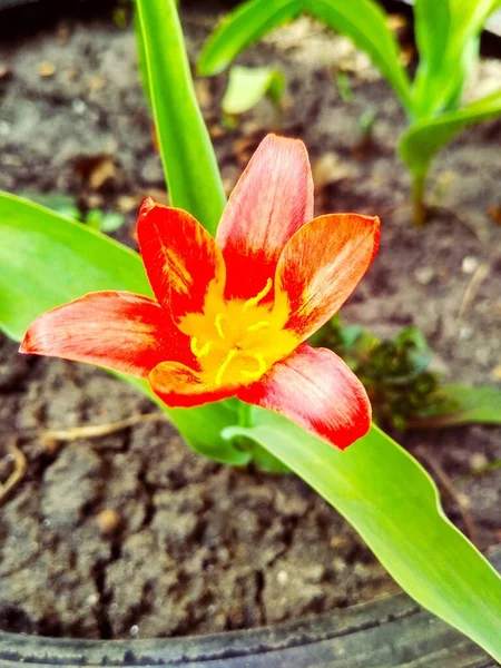 Rojo Hermoso Tigre Lirio Plena Flor Fondo Natural —  Fotos de Stock