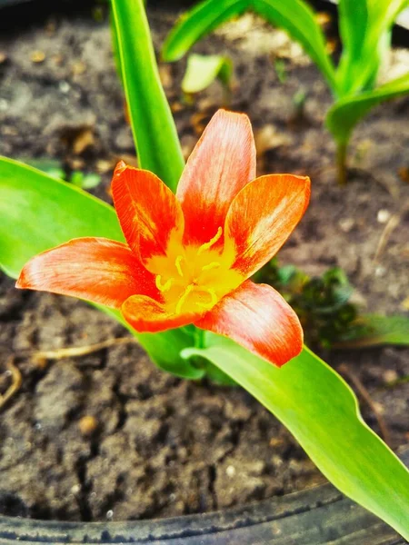 Röd Vacker Tigerlilja Full Blom Naturlig Bakgrund — Stockfoto