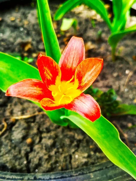 Vermelho Belo Lírio Tigre Plena Flor Fundo Natural — Fotografia de Stock