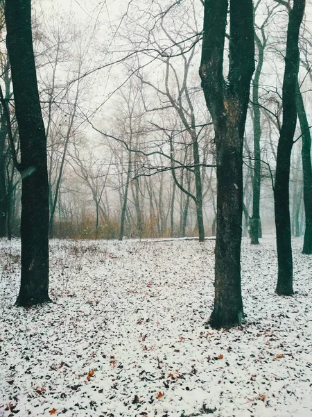Nevicate Una Foresta Magica Sfondo Naturale — Foto Stock