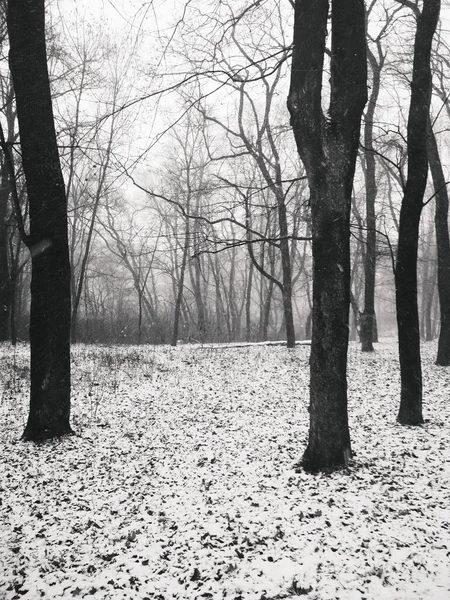 Śnieg Magicznym Lesie Naturalne Tło — Zdjęcie stockowe