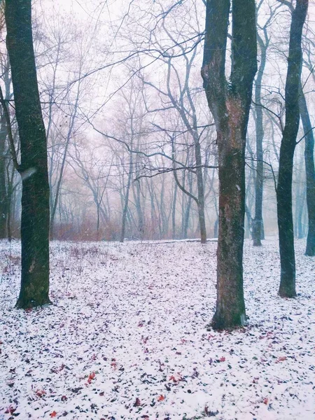 Πτώση Χιονιού Ένα Μαγικό Δάσος Φυσικό Υπόβαθρο — Φωτογραφία Αρχείου