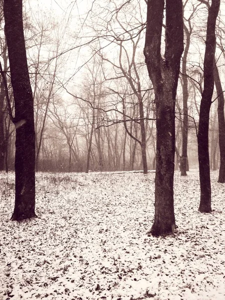 Chute Neige Dans Une Forêt Magique Fond Naturel — Photo