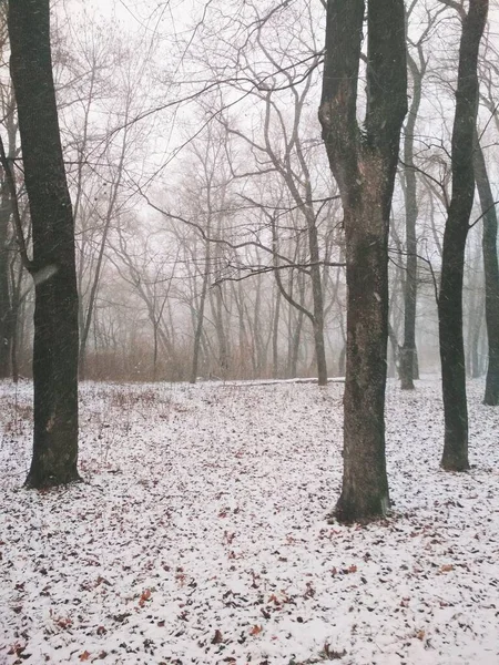 Chute Neige Dans Une Forêt Magique Fond Naturel — Photo