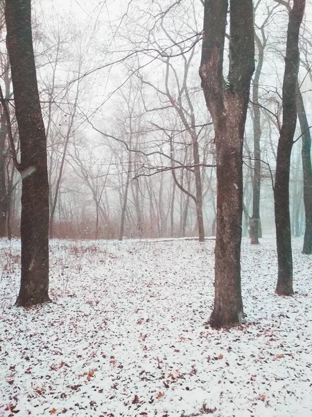 Chute Neige Dans Une Forêt Magique Fond Naturel — Photo