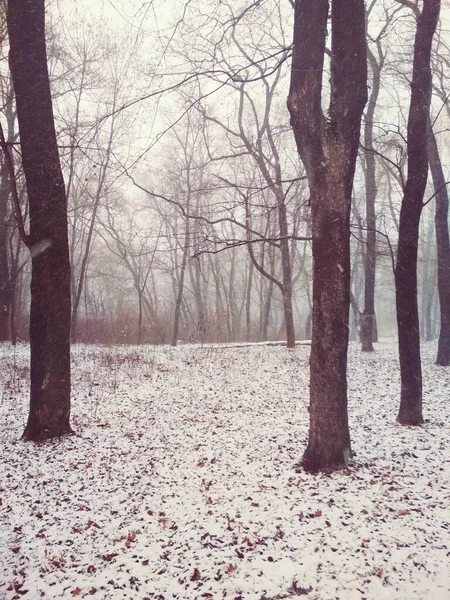 魔法の森の中の雪 自然の背景 — ストック写真