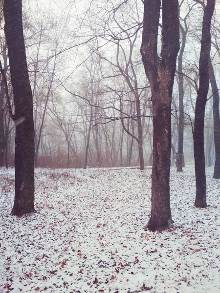 Nieve Bosque Mágico Fondo Natural —  Fotos de Stock