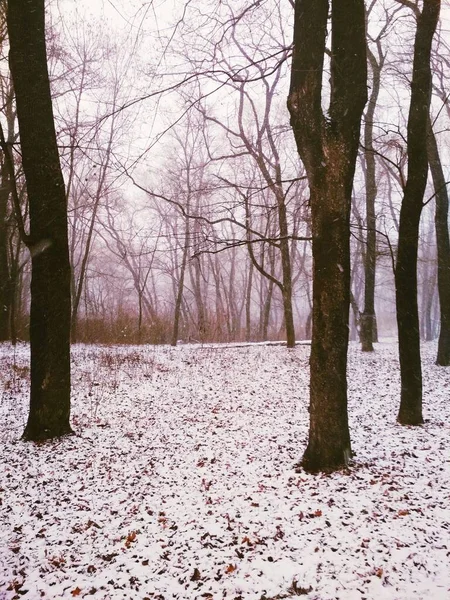 Chute Neige Dans Une Forêt Magique Fond Naturel — Photo