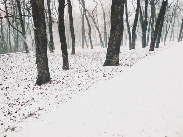 Śnieg Magicznym Lesie Naturalne Tło — Zdjęcie stockowe