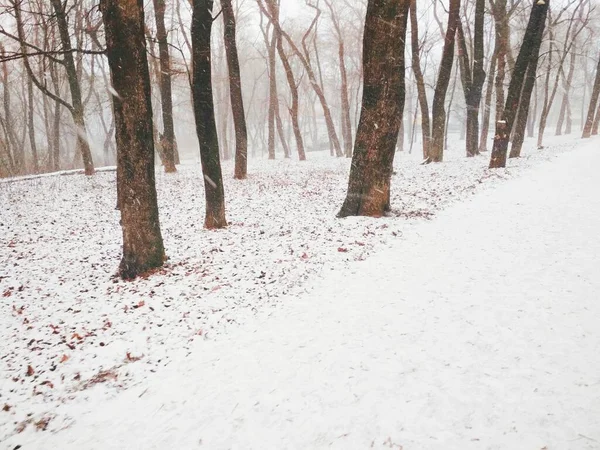 Schneefall Zauberwald Natürlicher Hintergrund — Stockfoto