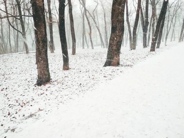 Śnieg Magicznym Lesie Naturalne Tło — Zdjęcie stockowe