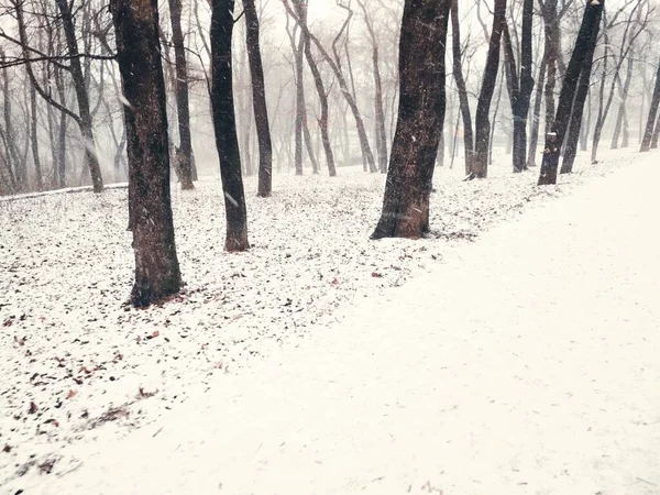 Snöfall Magisk Skog Naturlig Bakgrund — Stockfoto