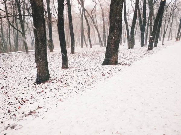 Śnieg Magicznym Lesie Naturalne Tło — Zdjęcie stockowe