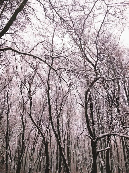 Голые Зимние Леса Покрытые Густым Снегом Природный Фон — стоковое фото
