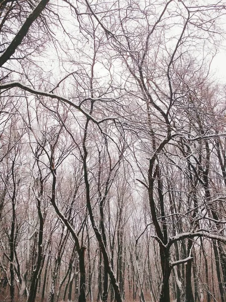 Голий Зимовий Ліс Покритий Густим Снігом Природний Фон — стокове фото