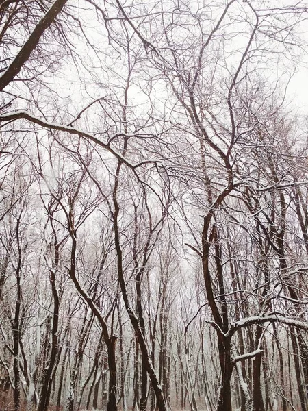 Kahler Winterwald Mit Dichtem Schnee Bedeckt Natürlicher Hintergrund — Stockfoto