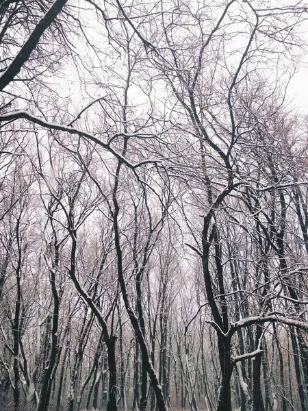 Bosque Invierno Desnudo Cubierto Nieve Espesa Fondo Natural — Foto de Stock