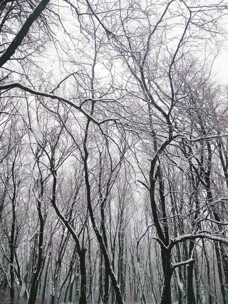 Forêt Hiver Nue Couverte Neige Épaisse Fond Naturel — Photo