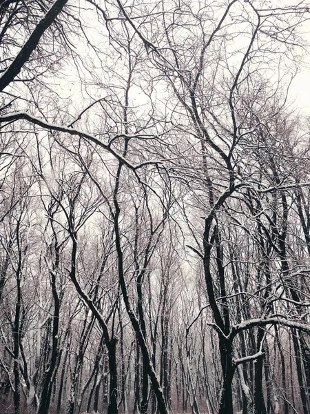 Holý Zimní Les Pokrytý Hustým Sněhem Přírodní Zázemí — Stock fotografie