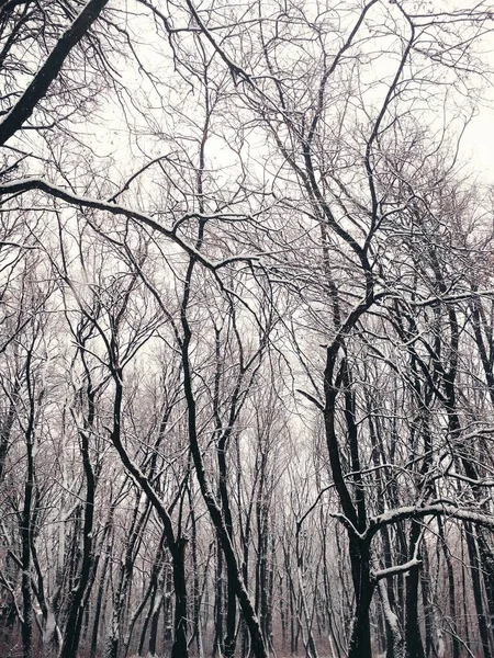 Forêt Hiver Nue Couverte Neige Épaisse Fond Naturel — Photo