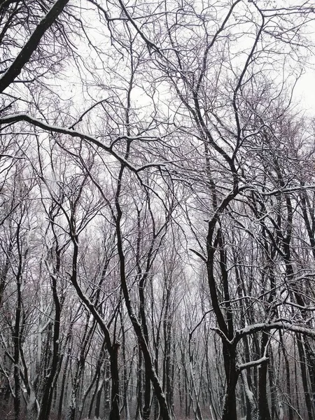 Bar Vinterskog Täckt Med Tjock Snö Naturlig Bakgrund — Stockfoto