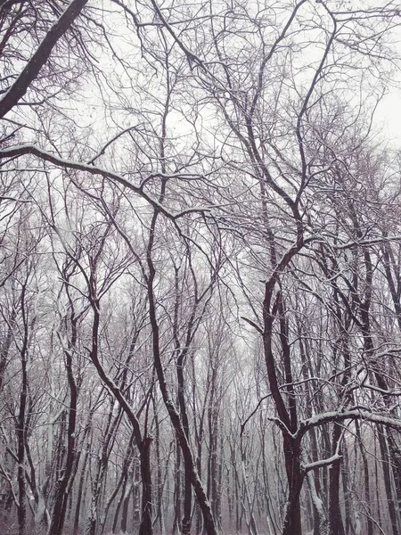 Kahler Winterwald Mit Dichtem Schnee Bedeckt Natürlicher Hintergrund — Stockfoto
