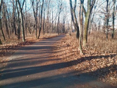 Parlak bulutsuz bir kış gününde, doğal arka planda soyulmuş kış parkı. 