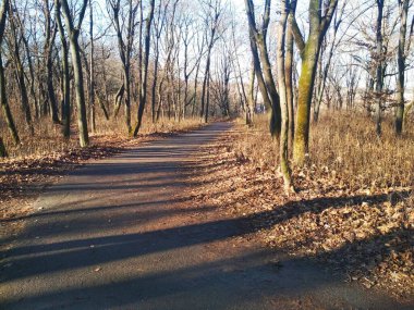 Parlak bulutsuz bir kış gününde, doğal arka planda soyulmuş kış parkı. 